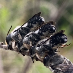 Megachile lucidiventris at Dulwich Hill, NSW - 4 Nov 2023 07:12 AM