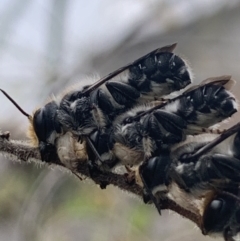 Megachile lucidiventris at Dulwich Hill, NSW - 4 Nov 2023