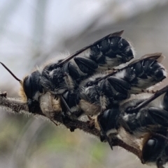 Megachile lucidiventris at Dulwich Hill, NSW - 4 Nov 2023 07:12 AM