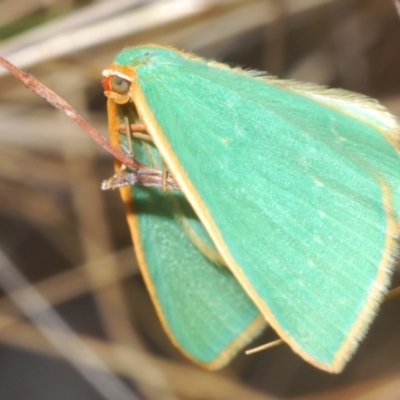 Chlorocoma melocrossa (Cream-fringed Emerald) at Berridale, NSW - 4 Nov 2023 by Harrisi