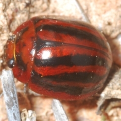 Paropsisterna stygia at Berridale, NSW - 4 Nov 2023 by Harrisi