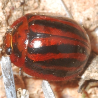 Paropsisterna stygia at Berridale, NSW - 4 Nov 2023 by Harrisi