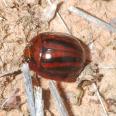 Paropsisterna stygia at Berridale, NSW - suppressed