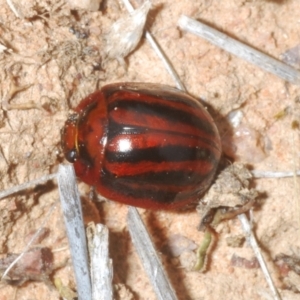 Paropsisterna stygia at Berridale, NSW - suppressed