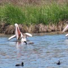 Pelecanus conspicillatus (Australian Pelican) at Jerrabomberra Wetlands - 6 Nov 2023 by RodDeb