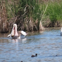 Pelecanus conspicillatus at Fyshwick, ACT - 6 Nov 2023