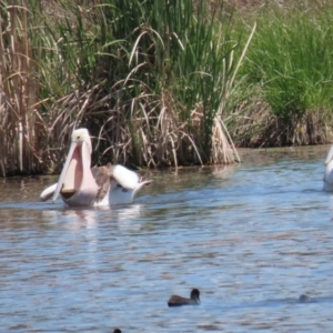 Pelecanus conspicillatus at Fyshwick, ACT - 6 Nov 2023 01:23 PM