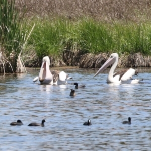 Pelecanus conspicillatus at Fyshwick, ACT - 6 Nov 2023 01:23 PM