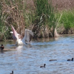 Pelecanus conspicillatus at Fyshwick, ACT - 6 Nov 2023 01:23 PM