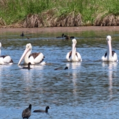 Pelecanus conspicillatus at Fyshwick, ACT - 6 Nov 2023 01:23 PM