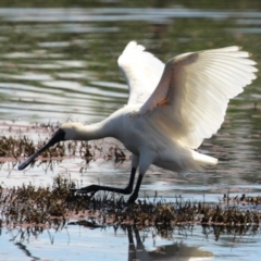 Platalea regia (Royal Spoonbill) at Fyshwick, ACT - 6 Nov 2023 by RodDeb