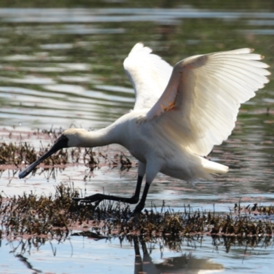 Platalea regia (Royal Spoonbill) at Fyshwick, ACT - 6 Nov 2023 by RodDeb