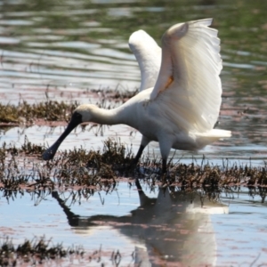 Platalea regia at Fyshwick, ACT - 6 Nov 2023