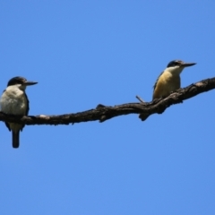 Todiramphus sanctus at Fyshwick, ACT - 6 Nov 2023