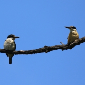 Todiramphus sanctus at Fyshwick, ACT - 6 Nov 2023