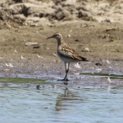 Calidris acuminata (Sharp-tailed Sandpiper) at Jerrabomberra Wetlands - 6 Nov 2023 by RodDeb