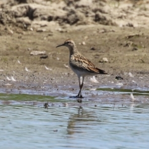 Calidris acuminata at Jerrabomberra Wetlands - 6 Nov 2023 12:07 PM