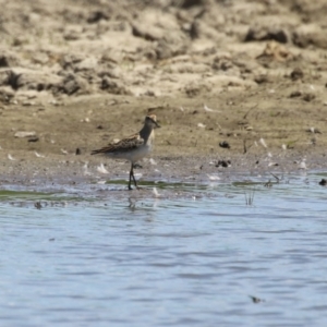 Calidris acuminata at Jerrabomberra Wetlands - 6 Nov 2023 12:07 PM