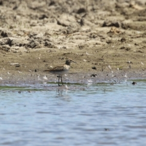 Calidris acuminata at Jerrabomberra Wetlands - 6 Nov 2023 12:07 PM