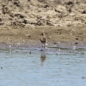 Calidris acuminata at Jerrabomberra Wetlands - 6 Nov 2023 12:07 PM