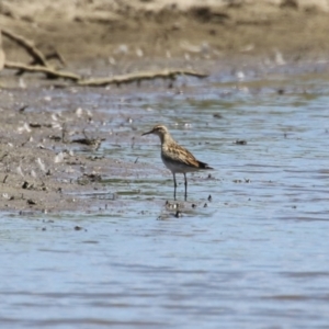 Calidris acuminata at Jerrabomberra Wetlands - 6 Nov 2023 12:07 PM