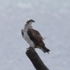 Pandion haliaetus (Osprey) at Wellington Point, QLD - 4 Nov 2023 by TimL