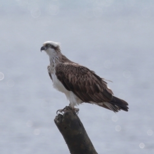 Pandion haliaetus at Wellington Point, QLD - 5 Nov 2023