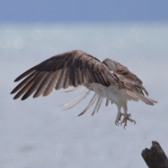 Pandion haliaetus at Wellington Point, QLD - 5 Nov 2023