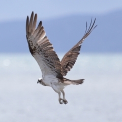 Pandion haliaetus at Wellington Point, QLD - 5 Nov 2023