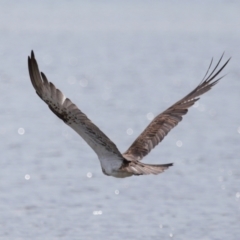 Pandion haliaetus at Wellington Point, QLD - suppressed