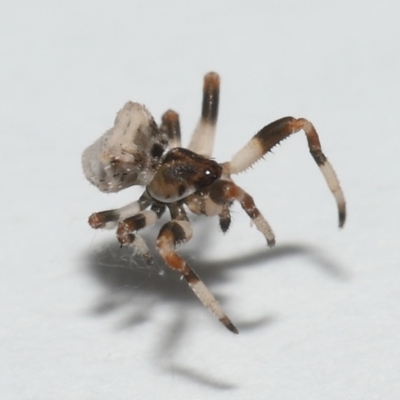 Celaenia excavata (Bird-dropping spider) at Wellington Point, QLD - 3 Nov 2023 by TimL