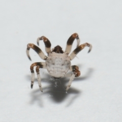Celaenia excavata at Wellington Point, QLD - suppressed