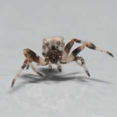 Celaenia excavata at Wellington Point, QLD - suppressed