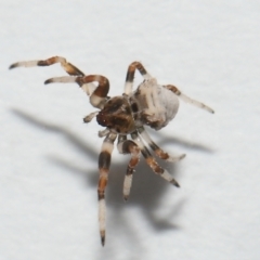 Celaenia excavata at Wellington Point, QLD - suppressed
