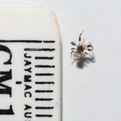 Celaenia excavata at Wellington Point, QLD - suppressed