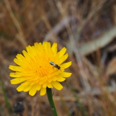 Unidentified Bee (Hymenoptera, Apiformes) at Griffith, ACT - 5 Nov 2023 by JodieR