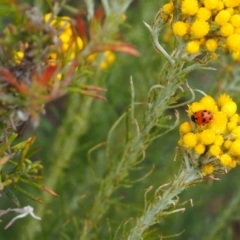 Hippodamia variegata (Spotted Amber Ladybird) at Griffith, ACT - 5 Nov 2023 by JodieR