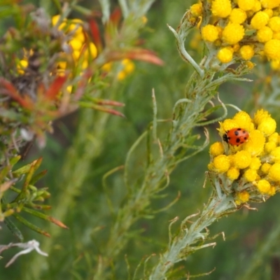 Hippodamia variegata (Spotted Amber Ladybird) at Griffith Woodland - 5 Nov 2023 by JodieR