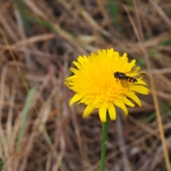 Melangyna viridiceps (Hover fly) at Griffith Woodland - 5 Nov 2023 by JodieR