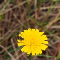 Lasioglossum sp. (genus) (Furrow Bee) at Griffith, ACT - 5 Nov 2023 by JodieR