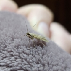 Unverified Other moth at Captains Flat, NSW - 7 Nov 2023 by Csteele4