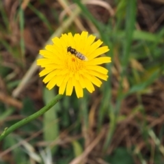 Melangyna viridiceps (Hover fly) at Griffith Woodland - 5 Nov 2023 by JodieR
