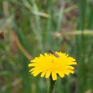 Melangyna viridiceps at Griffith Woodland (GRW) - 5 Nov 2023