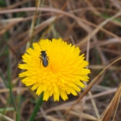 Lasioglossum (Chilalictus) lanarium (Halictid bee) at Griffith Woodland - 5 Nov 2023 by JodieR