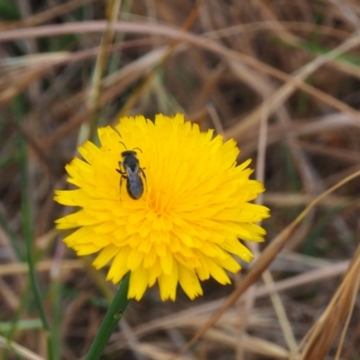 Lasioglossum (Chilalictus) lanarium (Halictid bee) at Griffith Woodland - 5 Nov 2023 by JodieR