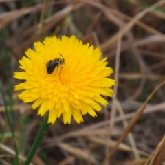 Lasioglossum (Chilalictus) lanarium at Griffith Woodland (GRW) - 5 Nov 2023 02:04 PM