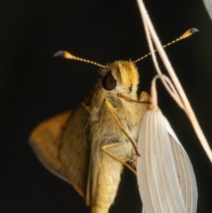 Ocybadistes walkeri at Murrumbateman, NSW - 6 Nov 2023