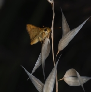 Ocybadistes walkeri at Murrumbateman, NSW - 6 Nov 2023