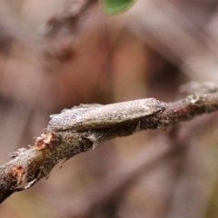 Unidentified Moth (Lepidoptera) at Aranda Bushland - 27 Oct 2023 by CathB