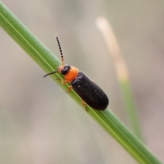 Heteromastix sp. (genus) at Aranda Bushland - 27 Oct 2023